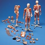 3B Scientific Muscular Anatomy Model; 45-Part; Master Series; 3/4 Times Life-Size