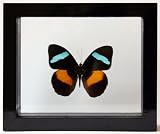 Real Mounted Butterfly Green Leaf Nessaea Obrinus Framed in Black Display
