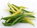 String Beans - 24