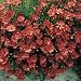 Coreopsis - Mahogany Midget - 1000 Seeds