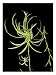 Spider Plant, Chlorophytum Comosum Variegatum Photographic Poster Print by Harold Taylor, 12x16
