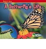 A butterfly's life