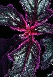 Purple Passion 4" pot - EROTIC - Gynura - Indoors