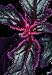 All Products : Purple Passion 4" Hanging Basket - EROTIC - Gynura