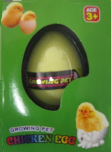 Hatching Chicken Egg