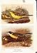 Blue Headed Wagtail Grey Yellow Antique Print Fine Art