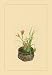 Daylily, Miscanthus, Japanese Glove Flower, and Patria Scabiasaegolia 20X30 Canvas Giclee