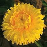 Thompson & Morgan 'Chrysantha' Marigold Flower Seeds **T&M Exclusive**