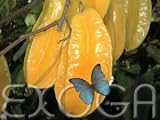 Eigenschaften Exoga  / Sternfrucht Karambole - Averrhoa carambola - Samen