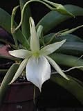 Angraecum leonis (Limited to one per order)
