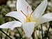 Crocus Hadriaticus, Dodona, October Photographic Poster Print by Chris Burrows, 16x12