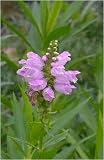 Eigenschaften Dachstauden  / Physostegia virginiana - Gelenkblume, 6 Pflanzen