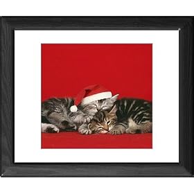 Framed Prints of JD-16788E-C-M6 Cat - two kittens, one sleeping wearing Christmas hat from Ardea Wildlife Pets