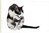 Box Canvas Print of Cat - Black a White domestic Cat - sitting down licking paw from Ardea