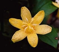 Golden Leopard Toad Lily -Tricyrtis - Shade - NEW!
