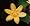 Golden Leopard Toad Lily -Tricyrtis - Shade - NEW!