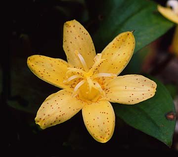 Golden Leopard Toad Lily -Tricyrtis - Shade - NEW!