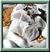 The Enchanted Wilderness One Pound Dried Egyptian Chamomile Flowers