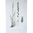 BOTANY PLANTS c1902 ITALIAN RYE GRASS LOLIUM ITALICUM