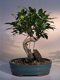 Ficus Retusa Bonsai Tree.(ficus retusa)