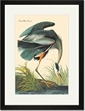 Black Framed/Matted Print 17x23, Great Blue Heron