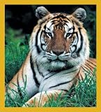 Tiger Bookmark