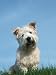Head Portrait of Irish Glen of Imaal Terrier Dog Photographic Poster Print by Wegner, 9x12