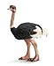 Schleich Ostrich