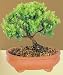 Green Mound Juniper Bonsai