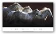 Crin Blanc by Bobbie Goodrich 36"x18" Art Print Poster