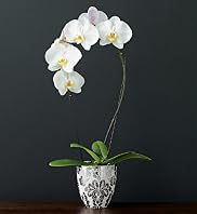 Autograph Single Cascade Orchid