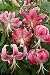 Fall Planting Lily Speciosum Rubrum 16-18 cm. 25 pack