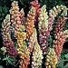 Lupin Dwarf Gallery