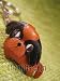* JAPANESE CHIN * VANCA Craft 3D Petit Mini Mascot Leather Dog Keychains