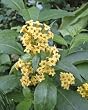 Orange Peel Jessamine Plant, Two Gallon Container by Monrovia Growers