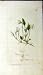 1797 James Sowerby Botanical Print Viola Lactea Plant