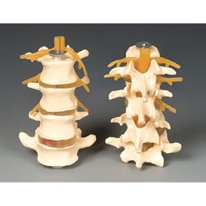 Human Lumbar Vertebrae