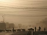 Afghan Herders Lead Their Livestodk Across a Road in Kabul, Afghanistan, Monday, Oct 9, 2006 Afghanistan Photographic Poster Print by Rodrigo Abd, 40x30