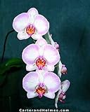 Dtps Newberry Parfait 'Picotee', AM/AOS, AM/RHS
