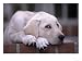 8-week-old Yellow Labrador Retriever Puppy Photographic Poster Print by Aneal Vohra, 16x12