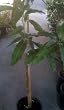 Glenn Mango Tree, Grafted Five Gallon Glenn Mango Tree, Grafted Five Gallon