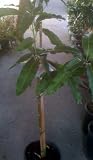 Glenn Mango Tree, Grafted Five Gallon