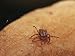 Grass or Bull Dog Tick on a Human Arm Animal Photographic Poster Print by Jason Edwards, 30x40