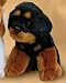   - Plush Rottweiler Puppy Sitting 7