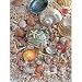 Sea Shells Jigsaw Puzzle 500pc