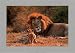 Presentation - Shah Anup Art Print Poster 28 x 20