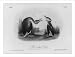 Historic Print (L): Red-necked Grebe
