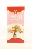 Bonsai Tree Seed Kit - Japanese Maple