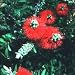 Bottlebrush Rare Dwarf Cultivar 'Little John' Flowering Shrub Minature Tree