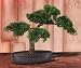 16 in Cedar Bonsai Artificial Tree 16 in Cedar Bonsai Artificial Tree